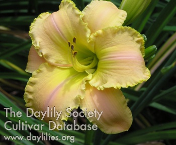 Daylily Moon Girl